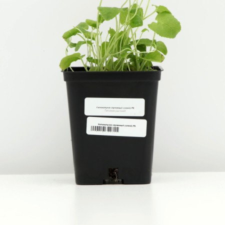 Boof bell (blue), pot p9, 1 pc, spring 2024-3