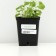 Boof bell (blue), pot p9, 1 pc, spring 2024
