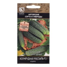 Seeds of cucumber 