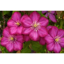Clematis large-flowered Hoshi-and-Flamenko, C2 pot, N20-40 height, 1 pc, summer 2024