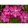 Clematis large-flowered Hoshi-and-Flamenko, C2 pot, N20-40 height, 1 pc, summer 2024