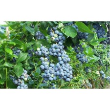 Blueberries tall Brigitta, C5 pot, 1 pc, summer 2024
