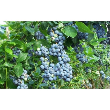 Blueberries tall Brigitta, C5 pot, 1 pc, summer 2024
