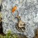 Unicorn-Talisman keychain, natural amber