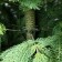 Artificial Vorontsovskaya spruce 180 cm