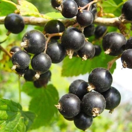Currant seedlings of Black Model of the Urals, P9 P9, Summer 2024
