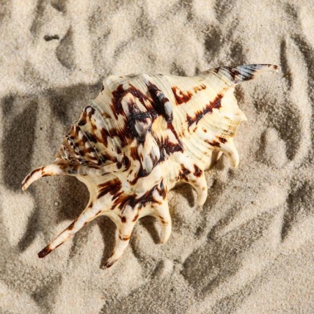 Decorative shell, 7-11 cm-1