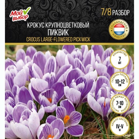 Crocus Large-flowered Pickwick, rr 7/8, 7 pcs, autumn 2024-3