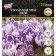 Crocus Large-flowered Pickwick, rr 7/8, 7 pcs, autumn 2024