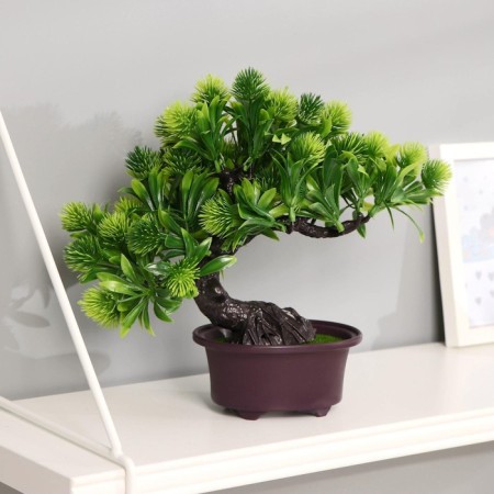 Bonsai in the Pushstotsvet pot 12x22 cm, mix-3