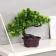 Bonsai in the Pushstotsvet pot 12x22 cm, mix