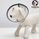 Veterinary collar "Piggon No. 3, necklift 22.5 cm, height 11 cm
