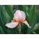 Iris Bearded Pati Dress, Rr. I, 1 pc, spring 2025