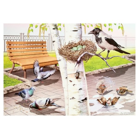 Demonstration paintings A3 "Wintering and migratory birds" Methodical material-2