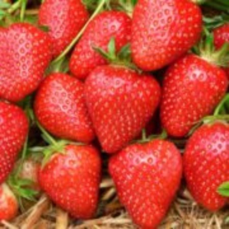 Strawberry Frigoro Anais (ANAIS) A (9-15 mm), 5 pcs