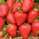 Strawberry Frigoro Anais (ANAIS) A (9-15 mm), 5 pcs