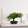 Bonsai in the pot "Werelp tree" 12x17 cm, mix