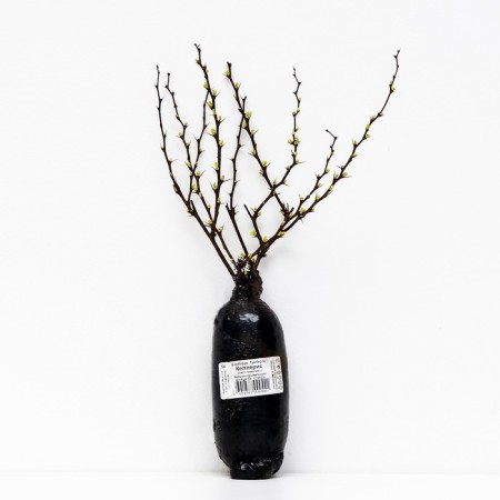 Barberis Tunberg "Kelleris" 1 pc, tube, spring 2025-2