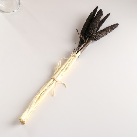 Set of dried flowers "African millet", banch 3-5 pcs, length 60 (+/- 6 cm), graphite-3