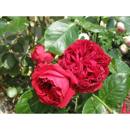 Seedling rose Parkovaya "Eric Taberly", tube, 1 pc, spring 2025