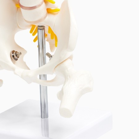 Ladmer's model "Human spine" 44*12cm-11