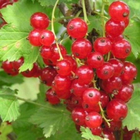 Currant Krasnaya Natalie, C2 pot, H20-40 Height, 1 pc, summer 2024