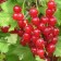 Currant Krasnaya Natalie, C2 pot, H20-40 Height, 1 pc, summer 2024