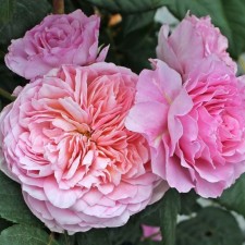 Seedling rose tantau tea-hybrid 