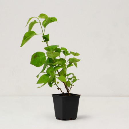 Sahenian Glass Orphan "Flora", P9 pot, Summer 2024-1