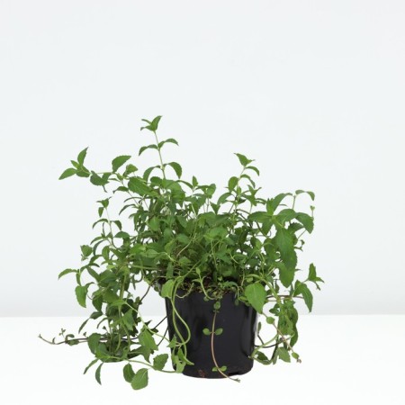 Sviss mint, c1.5 pot, 1 pc, summer 2024-1