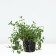 Sviss mint, c1.5 pot, 1 pc, summer 2024