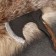 Forged ax, tactical "Svarog" Article 45, handle - ash
