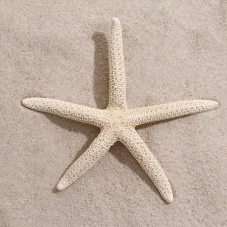 Sea star decorative, 10-16 cm-1