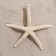 Sea star decorative, 10-16 cm