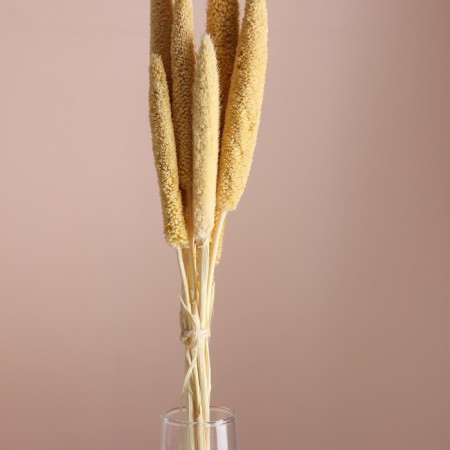 Set of dried flowers "African millet", banch 3-5 pcs, length 60 (+/- 6 cm), bleached-1
