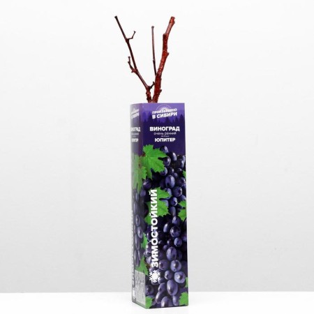 Grape seedling Jupiter Spring 2024, 1 pc.