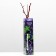 Grape seedling Jupiter Spring 2024, 1 pc.