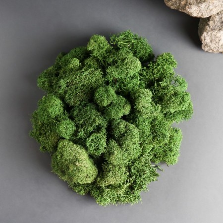 Moss Yagel stabilized "natural green" 300 gr.-1