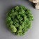 Moss Yagel stabilized "natural green" 300 gr.