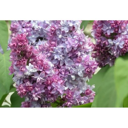 Lilac ordinary hope, C3 pot, 1 pc, summer 2024