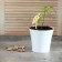Garden signs for marking, 12 cm, set 8 pcs., Wood, "Carrots", Greengo