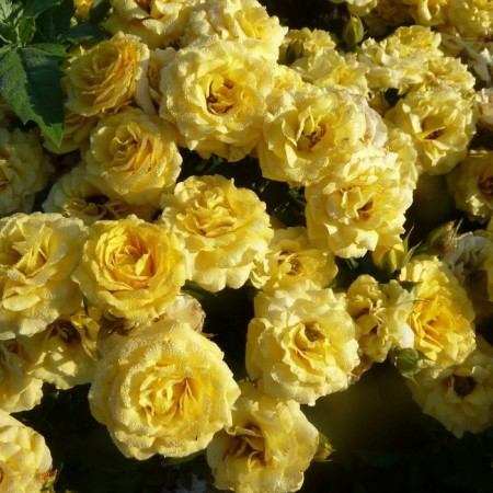 Sahenian Rose "San City", Tuba, Spring 2025