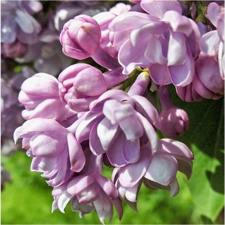 Lilac ordinary General Pershin, C3 pot, 1 pc, summer 2024