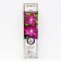 Clematis large -flowered "kakio", 1 pc, tube, spring 2025
