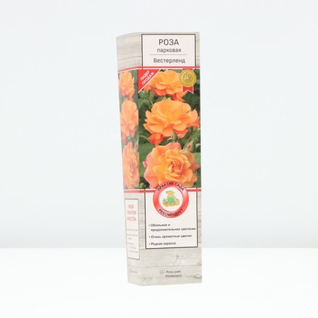 Seedling rose park "Westerland", tube, 1 pc, spring 2025