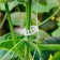 Garden clip, d = 25 mm, set of 100 pcs.