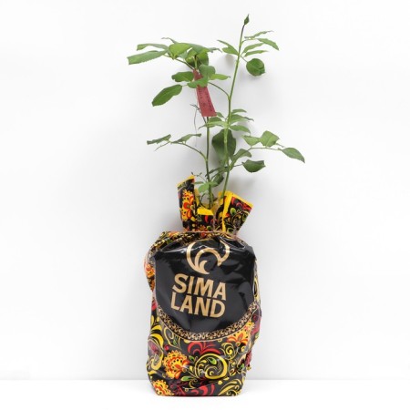 Seedling rose Eugene, English, pot 2 l., Summer 2024