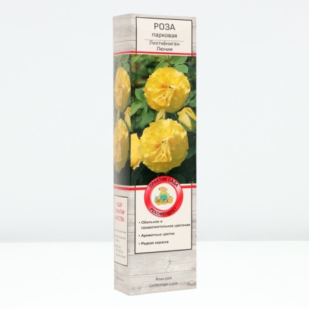 Seedling rose Parkovaya "Likhtkinigan Lucia", tube, 1 pc, spring 2025