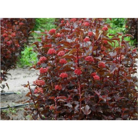 Bubble of the Kalinolite lady in the red, C3 pot, 1 pc, summer 2024