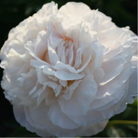 PION Milk -flowered Omeo Snow, pot C3, 1 pc, summer 2024